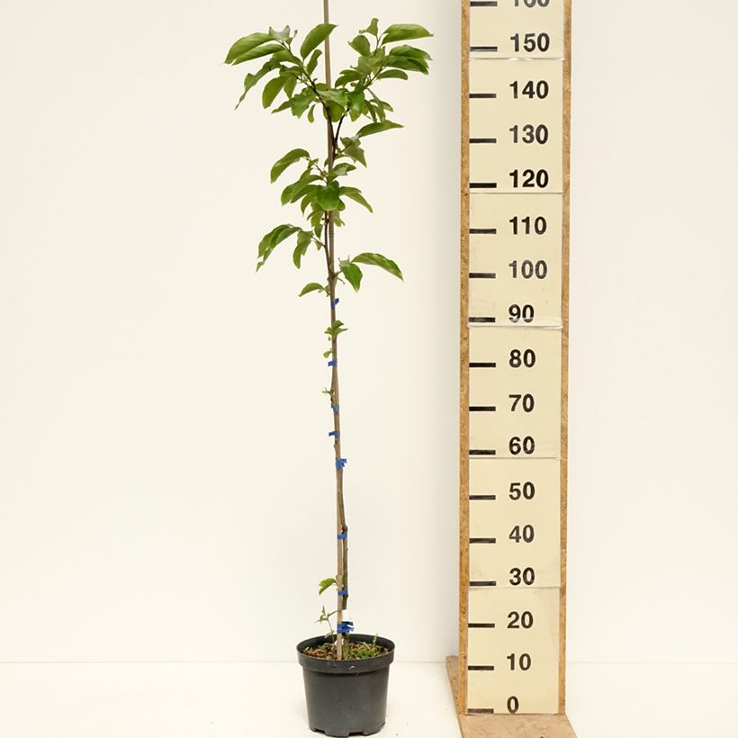 Spécimen de Plaqueminier, Kaki - Diospyros kaki Budapest Pot de 4L/5L tel que livré au printemps