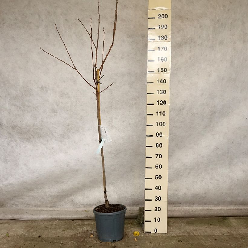 Spécimen de Plaqueminier, Kaki - Diospyros kaki Cioccolatino Pot de 12L/15L, Demi-Tige tel que livré en automne