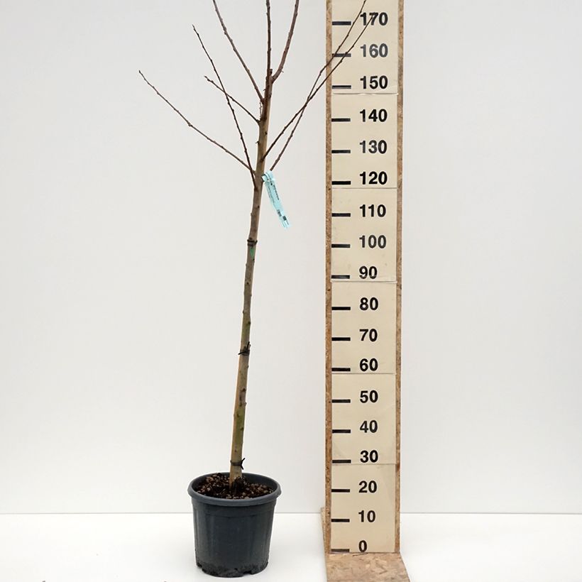Spécimen de Plaqueminier, Kaki - Diospyros kaki Cioccolatino Pot de 12L/15L tel que livré en hiver