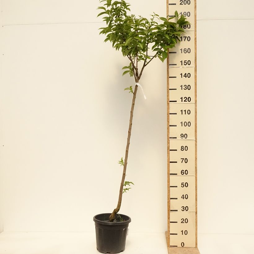 Spécimen de Plaqueminier, Kaki - Diospyros kaki Cioccolatino Pot de 12L/15L, Demi-Tige tel que livré au printemps