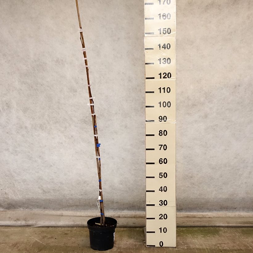 Spécimen de Plaqueminier, Kaki - Diospyros kaki Korea Pot de 7,5L/10L, Demi-Tige tel que livré en automne