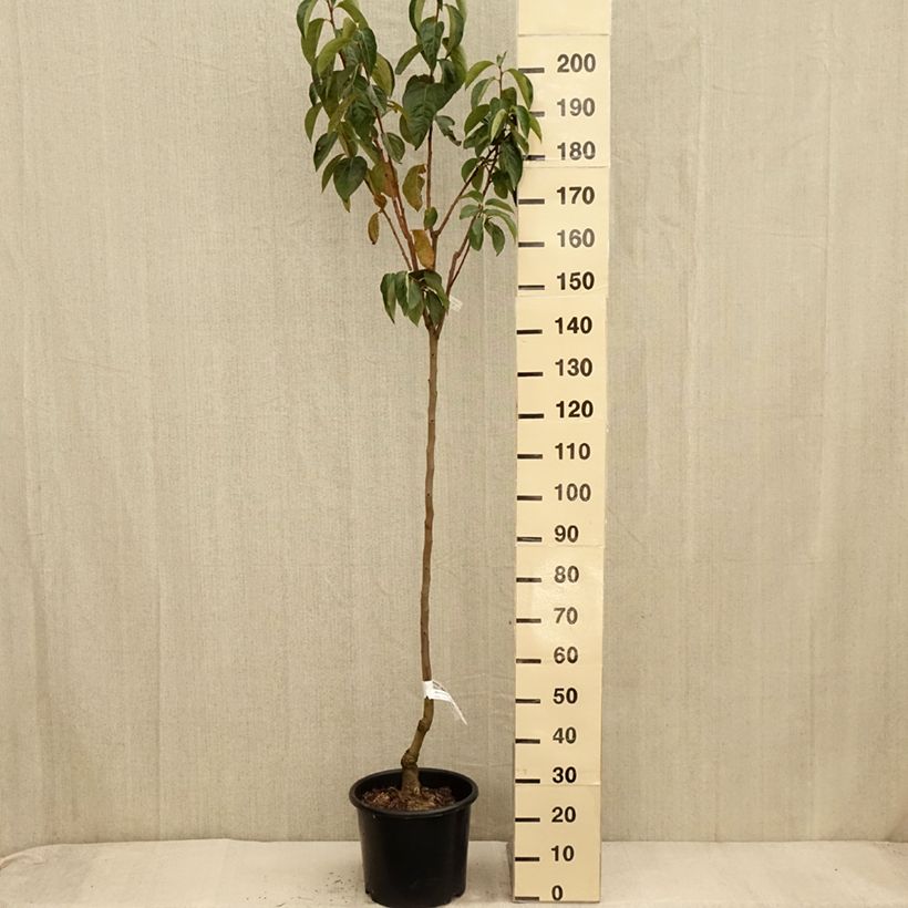 Spécimen de Plaqueminier, Kaki - Diospyros kaki Ragno Pot de 12L/15L, Demi-Tige tel que livré en automne