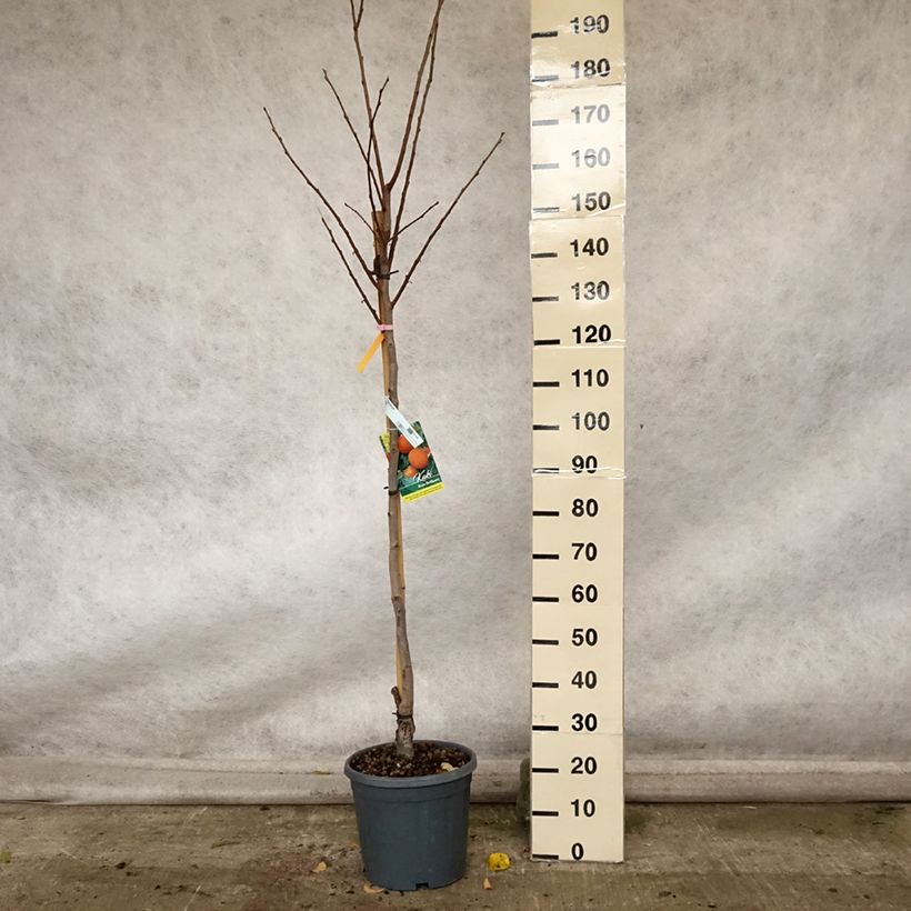 Spécimen de Plaqueminier, Kaki - Diospyros kaki Rouge Brillant - Persimon Pot de 4L/5L, Demi-Tige tel que livré en automne