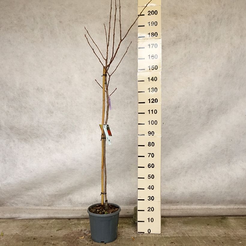 Spécimen de Plaqueminier, Kaki - Diospyros kaki Sharon Pot de 12L/15L, Demi-Tige tel que livré en automne