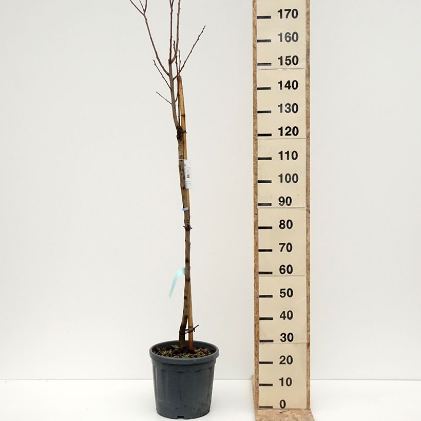Spécimen de Plaqueminier, Kaki - Diospyros kaki Sharon Pot de 12L/15L tel que livré en hiver