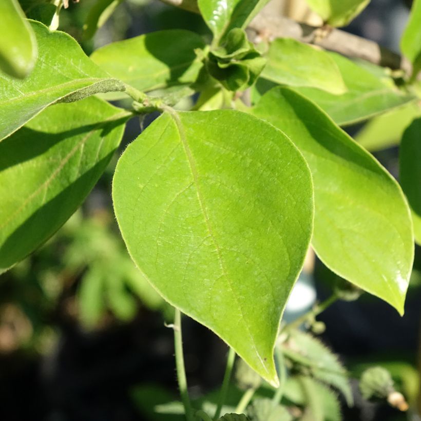 Plaqueminier, Kaki - Diospyros kaki Tipo (Feuillage)