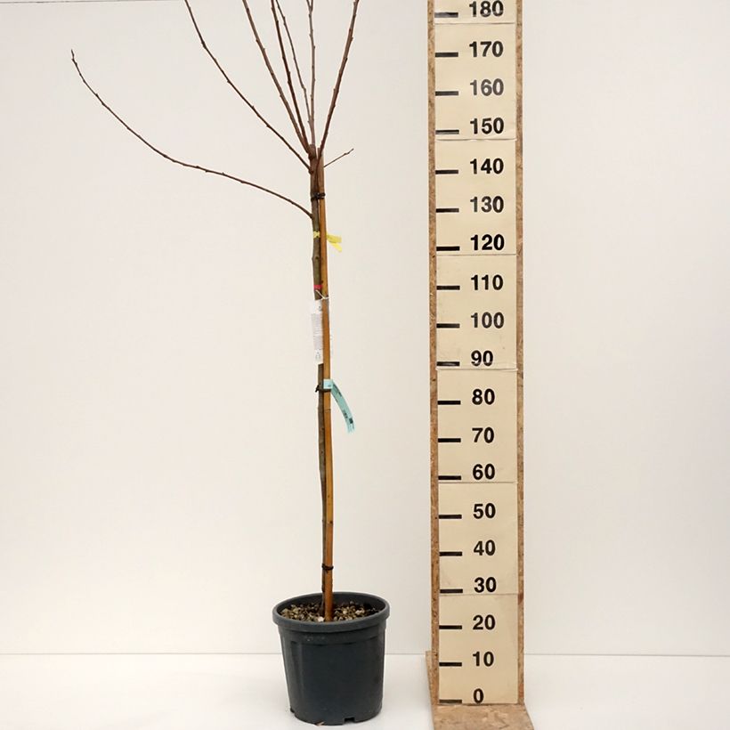 Spécimen de Plaqueminier, Kaki - Diospyros kaki Vanillia en demi-tige en pot de 7,5/10L tel que livré en hiver