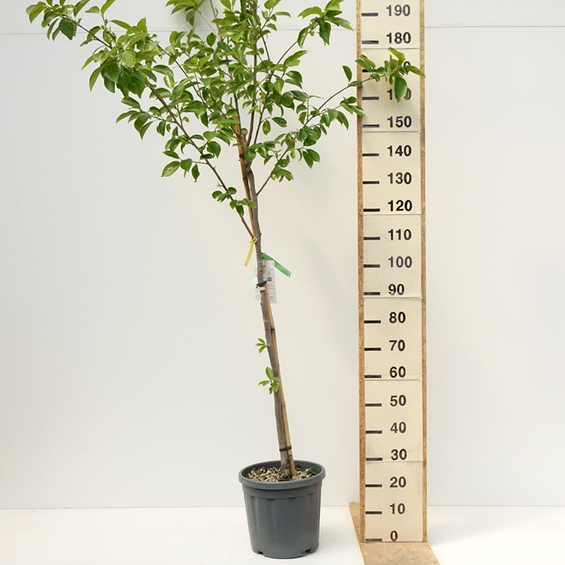 Spécimen de Plaqueminier, Kaki - Diospyros kaki Vanillia Pot de 7,5L/10L, Demi-Tige tel que livré au printemps