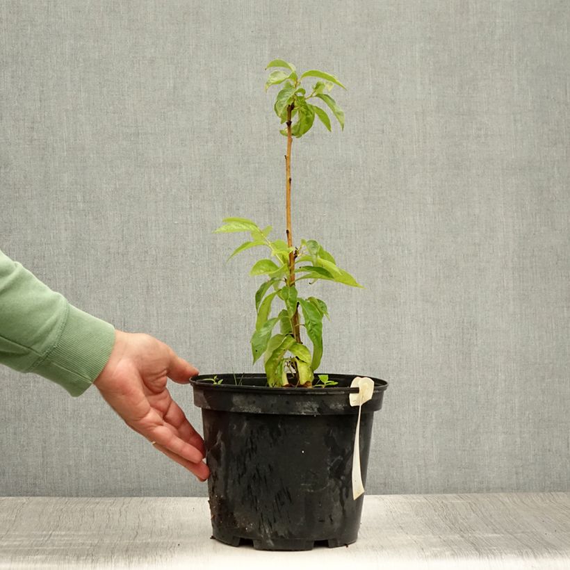 Spécimen de Plaqueminier, Kaki - Diospyros lotus Pot de 3L/4L tel que livré en été