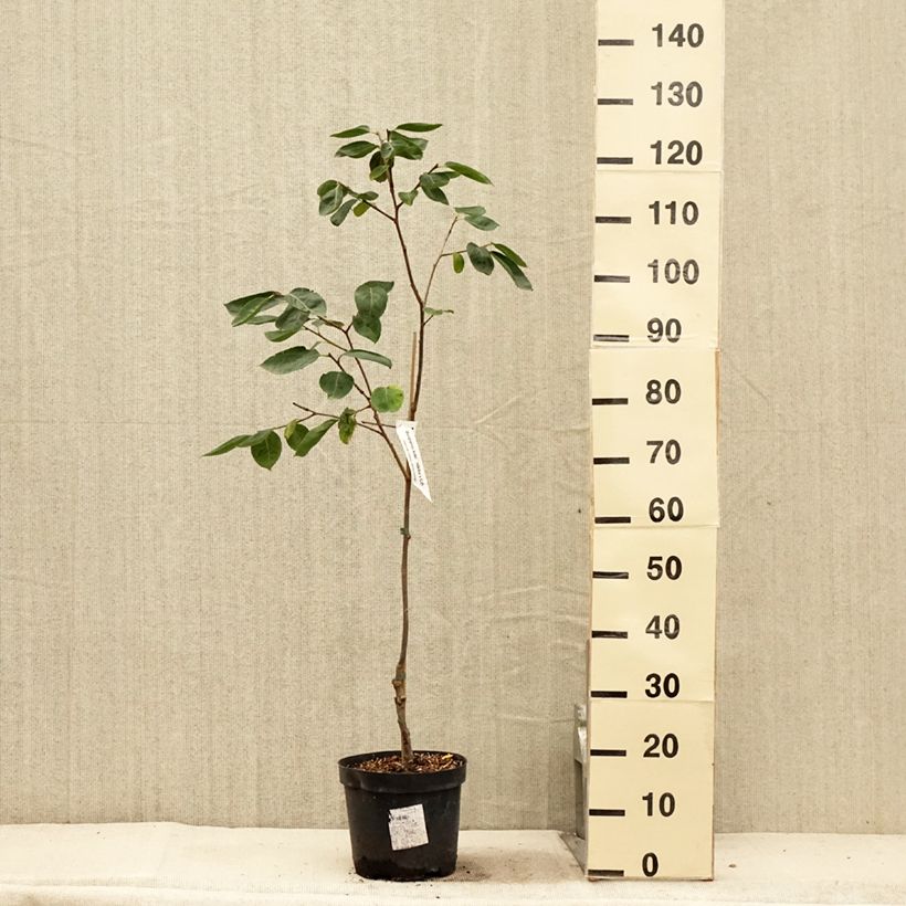 Spécimen de Plaqueminier, Kaki - Diospyros Nikita’s Gift  tel que livré en été