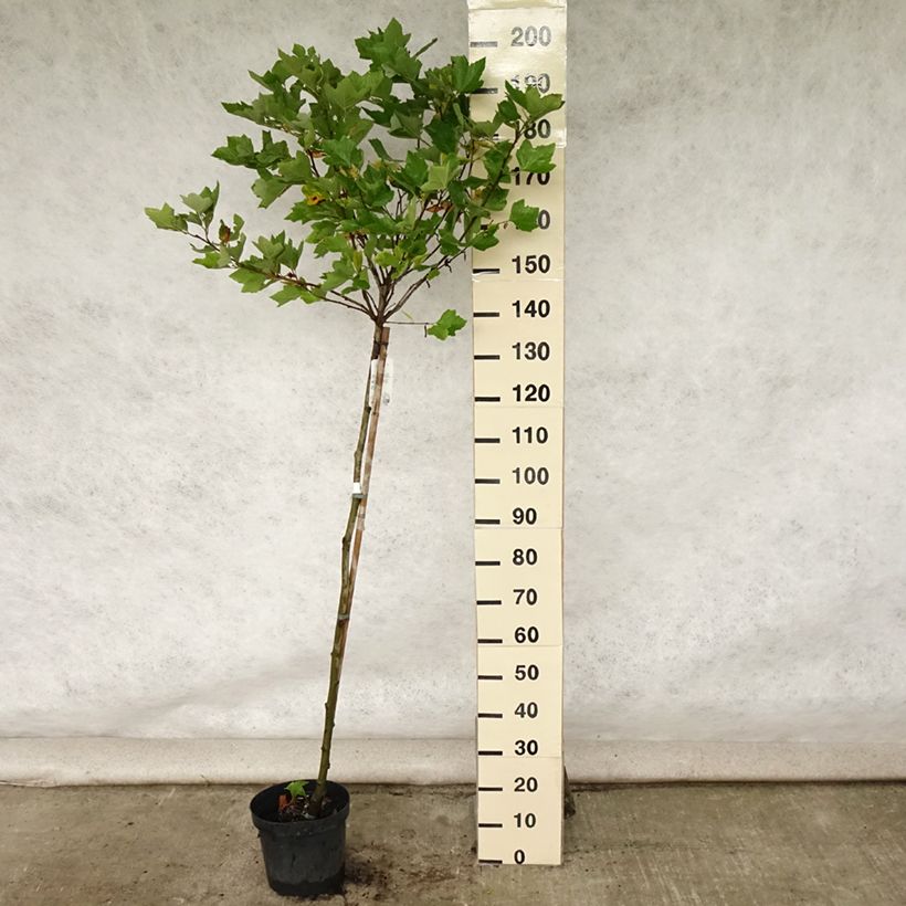 Spécimen de Platanus acerifolia Alphen's Globe - Platane boule Pot de 7,5L/10L, Tige tel que livré en été