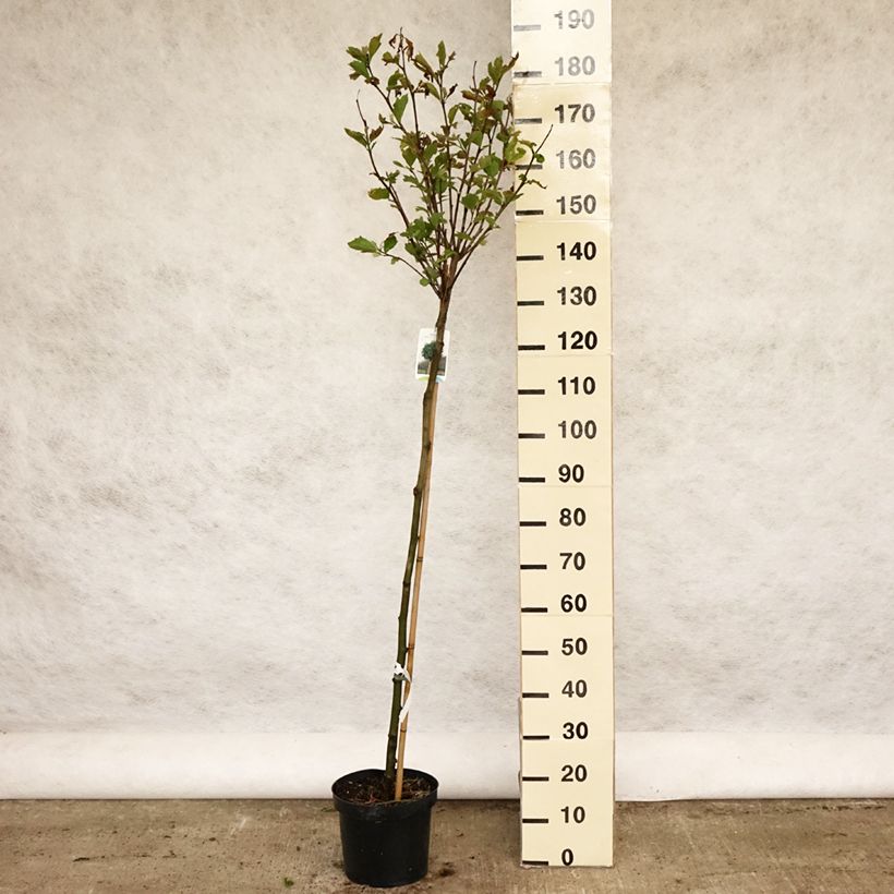 Spécimen de Platanus acerifolia Alphen's Globe - Platane boule Pot de 7,5L tel que livré au printemps