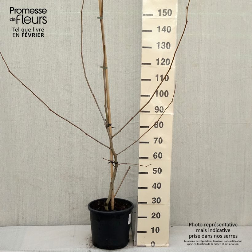 Spécimen de Platanus acerifolia - Platane commun, à feuilles d'érable Pot de 7,5L/10L tel que livré en hiver