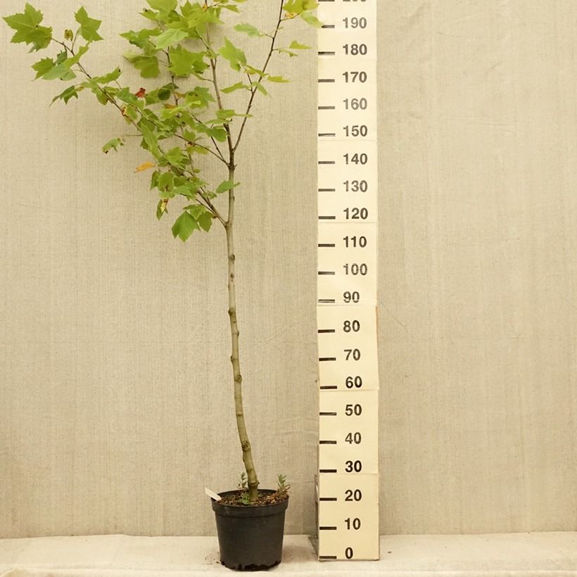 Spécimen de Platanus acerifolia - Platane commun, à feuilles d'érable Pot de 7,5L/10L tel que livré en été