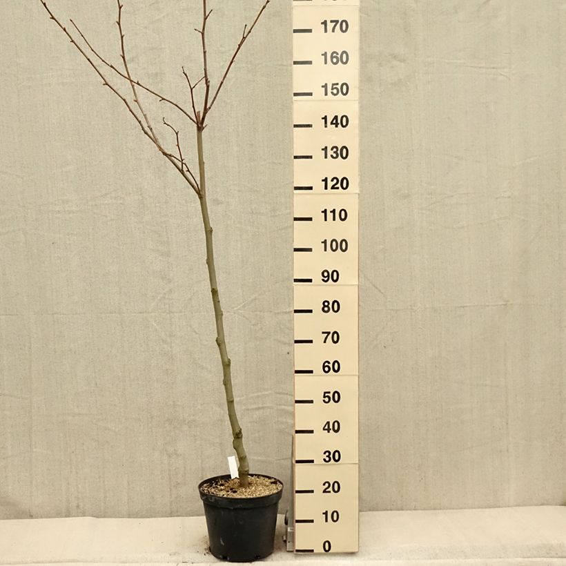 Spécimen de Platanus acerifolia - Platane commun, à feuilles d'érable Pot de 7,5L/10LHauteur livrée env. 100/125cm tel que livré au printemps