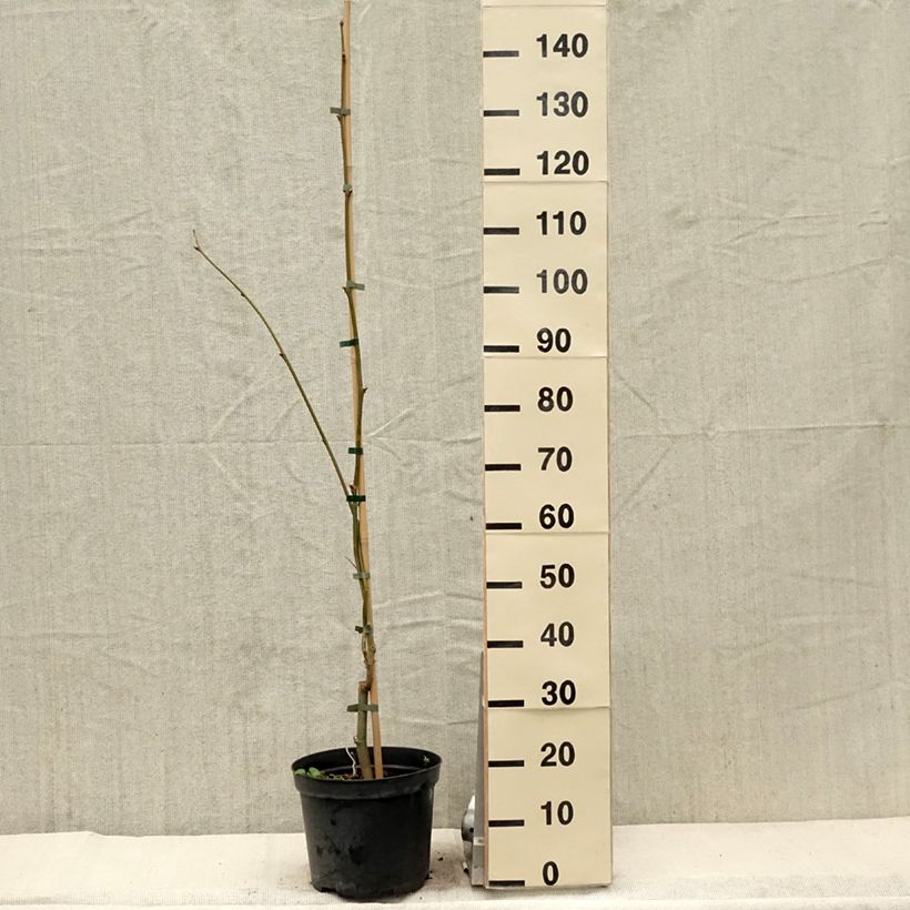 Spécimen de Platanus x hispanica Suttneri - Platane panaché - Pot de 4L/5L tel que livré au printemps