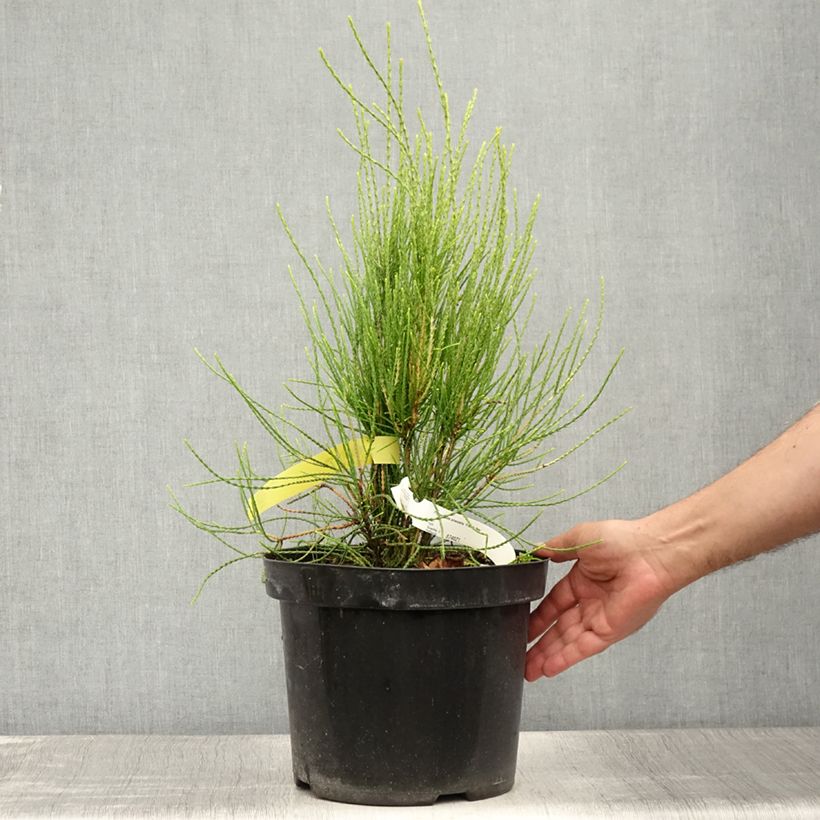 Spécimen de Platycladus orientalis Franky Boy  Pot de 7,5L/10L tel que livré en été
