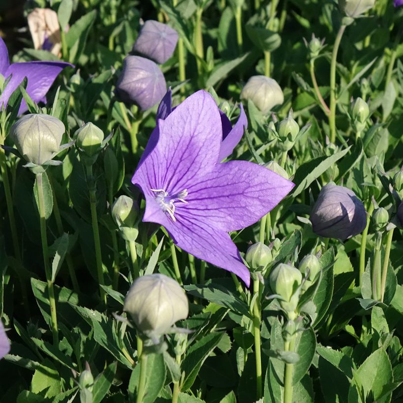 Platycodon grandiflorus Astra Blue (Floraison)