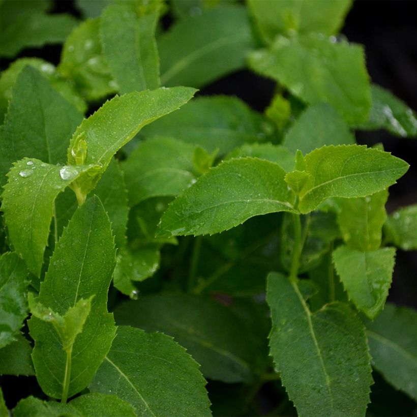 Platycodon grandiflorus Fuji White (Feuillage)