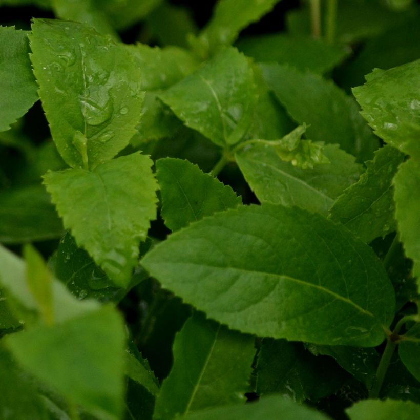 Platycodon grandiflorus Mariesii (Feuillage)