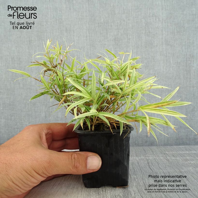 Spécimen de Pleioblastus chino Elegantissimus - Petit bambou panaché Godet de 8/9 cm tel que livré en été