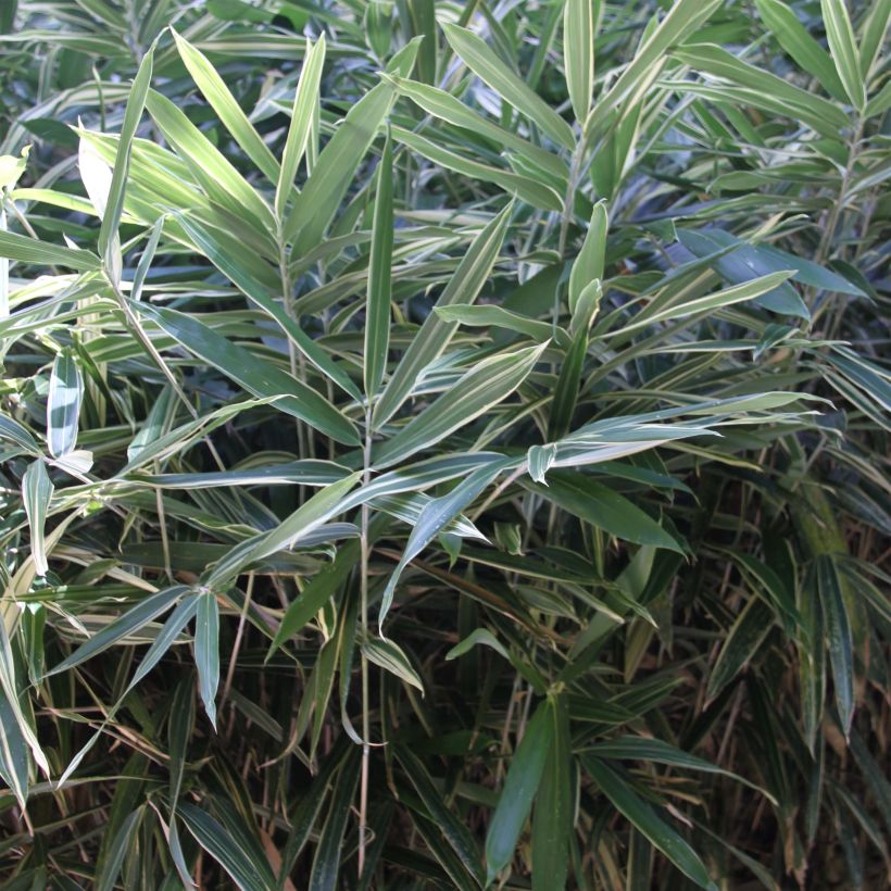 Pleioblastus fortunei Variegatus - Bambou nain (Feuillage)