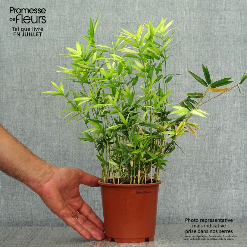 Spécimen de Pleioblastus pygmaeus Distichus - Bambou nain Pot de 1L/1,5L tel que livré en été