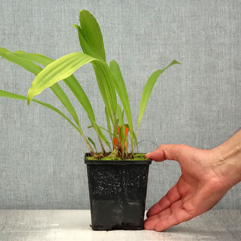 Spécimen de Pleione formosana - Orchidée de Formose terrestre  Pot de 1L/1,5L tel que livré en été