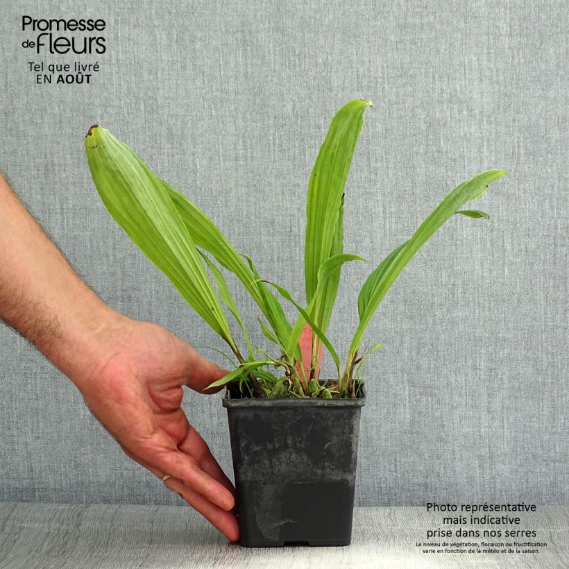 Spécimen de Pleione Glacier Peak - Orchidée terrestre Pot de 1L/1,5L tel que livré en été