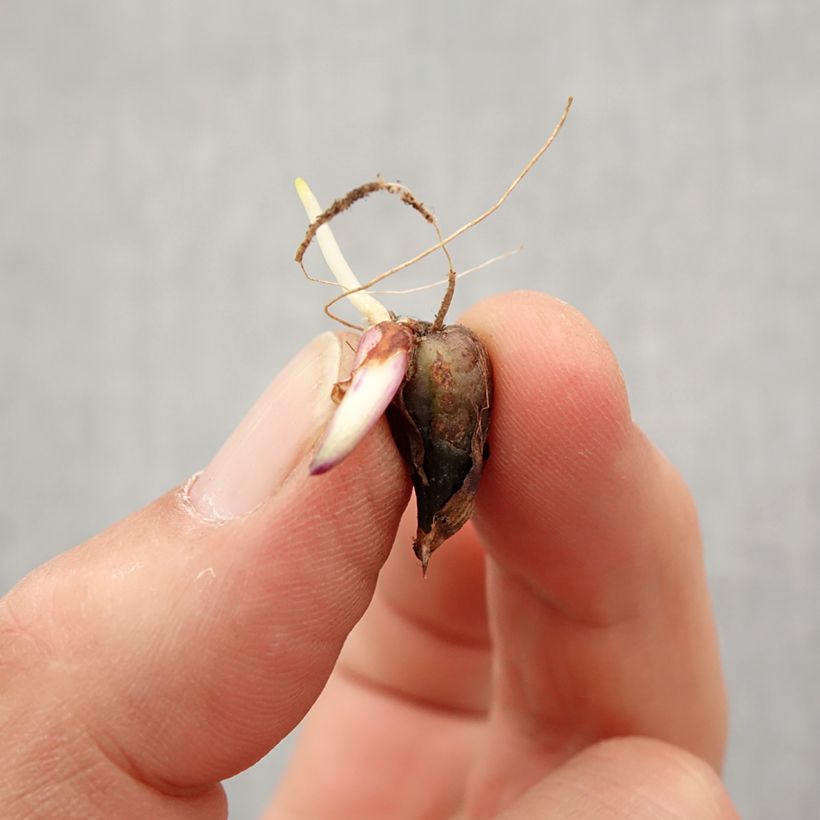 Spécimen de Pleione Tongariro Bulbe tel que livré au printemps