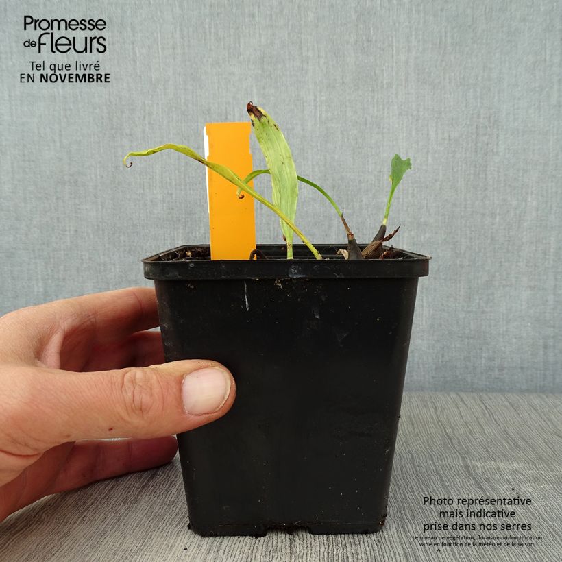 Spécimen de Pleione Tongariro - Orchidée terrestre Pot de 1L/1,5L tel que livré en automne