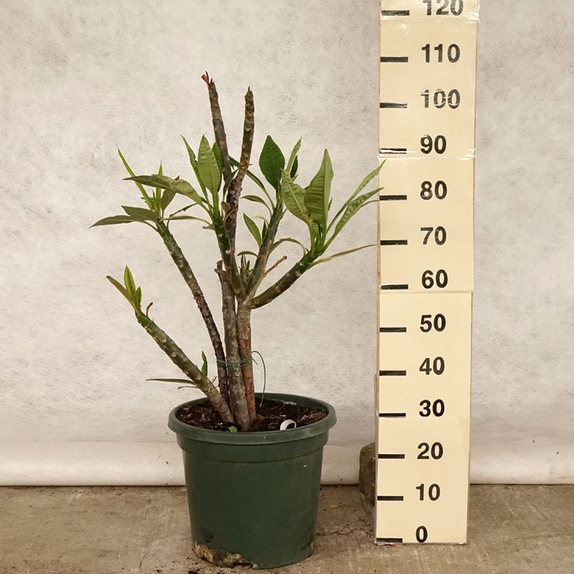 Spécimen de Plumeria rubra - Frangipanier rouge ou commun Pot de 7,5L/10L tel que livré en été