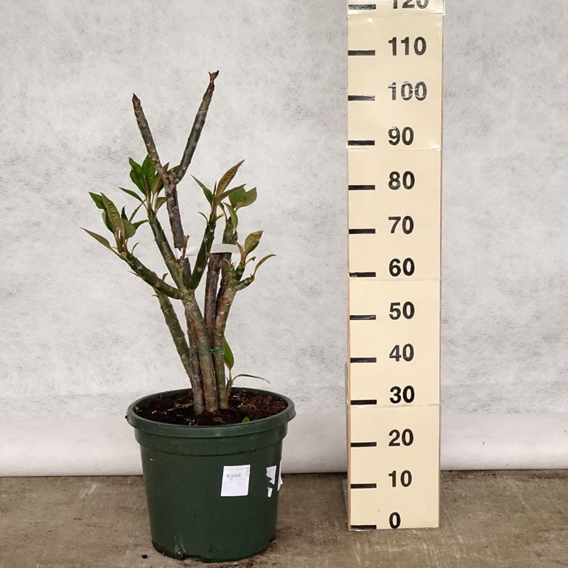 Spécimen de Plumeria rubra - Frangipanier rouge ou commun Pot de 7.5/10L tel que livré au printemps
