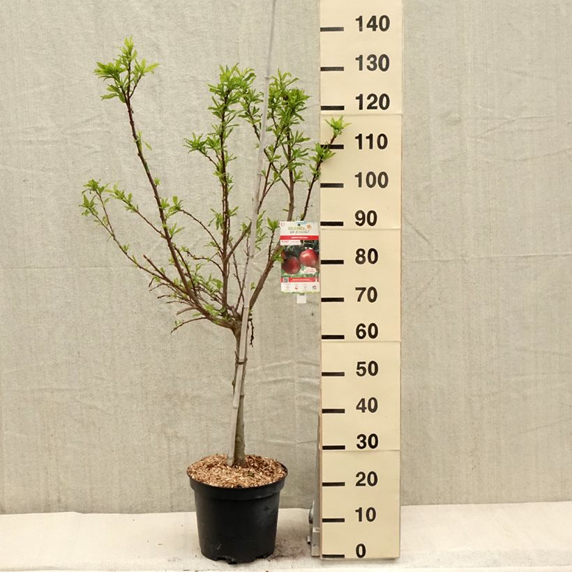 Spécimen de Pluot Flavor Candy - Prunus Pluot Pot de 7,5L/10L, GobeletHauteur livrée env. 140/160cm tel que livré au printemps