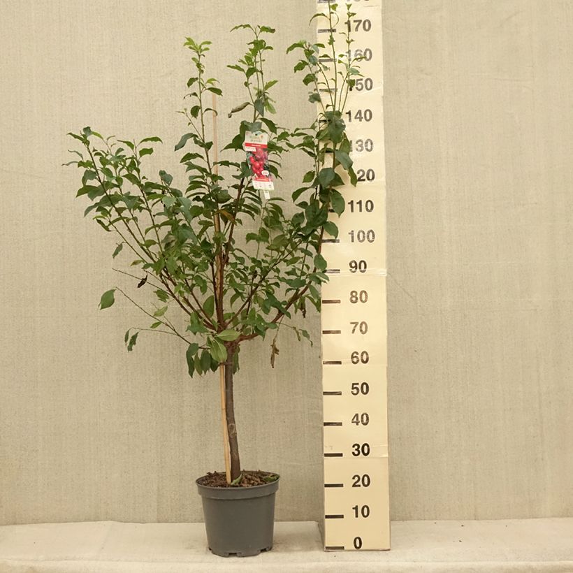Spécimen de Pluot Pink Candy - Prunus Pluot Pot de 7,5L/10L, GobeletHauteur livrée env. 140/160cm tel que livré en été