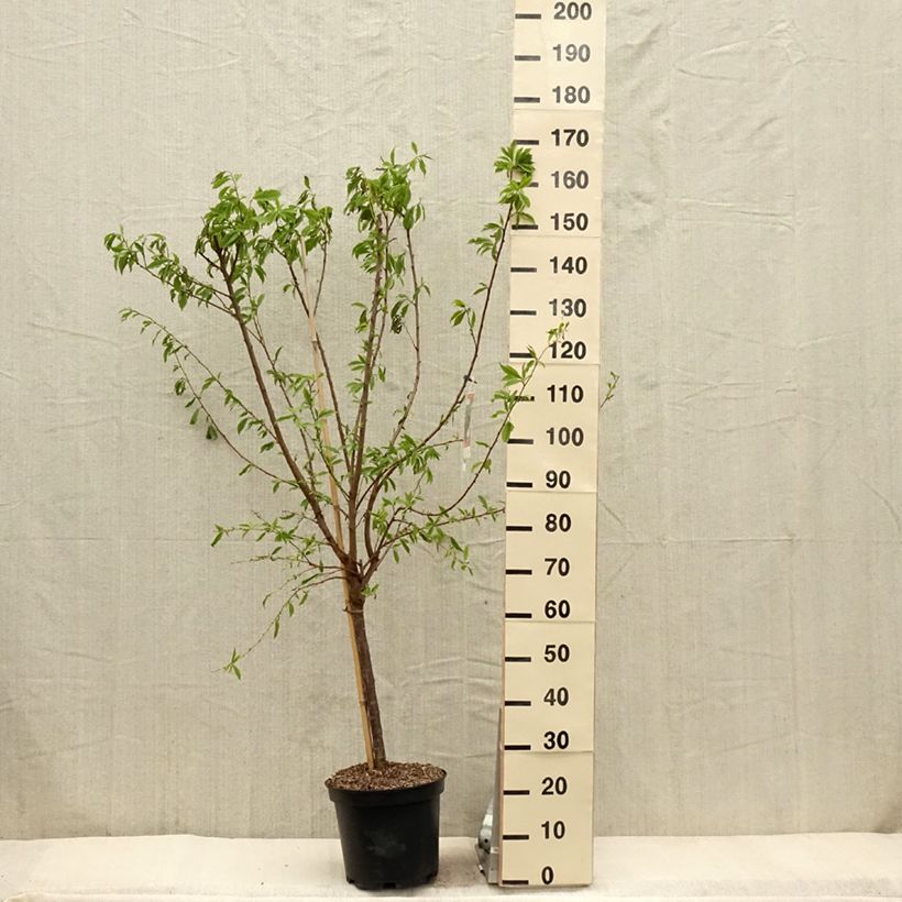 Spécimen de Pluot Purple Candy - Prunus Pluot Pot de 7,5L/10L, GobeletHauteur livrée env. 140/160cm tel que livré au printemps