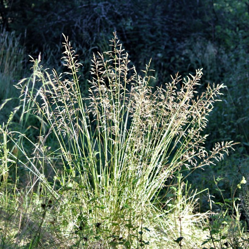 Poa chaixii - pâturin des Sudètes (Floraison)