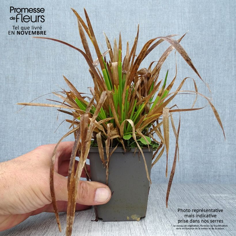 Spécimen de Poa chaixii - pâturin des Sudètes Godet de 8/9 cm tel que livré en automne