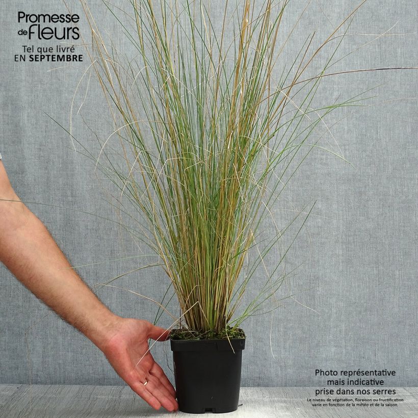 Spécimen de Poa labillardieri - Pâturin Pot de 2L/3L tel que livré en été