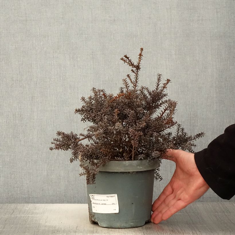 Spécimen de Podocarpus lawrencii Red Tip Pot de 2L/3L tel que livré au printemps