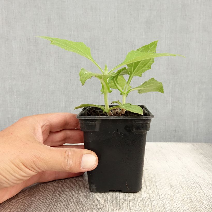 Spécimen de Poire de terre BIO - Yacon Godet de 8/9 cm tel que livré en été