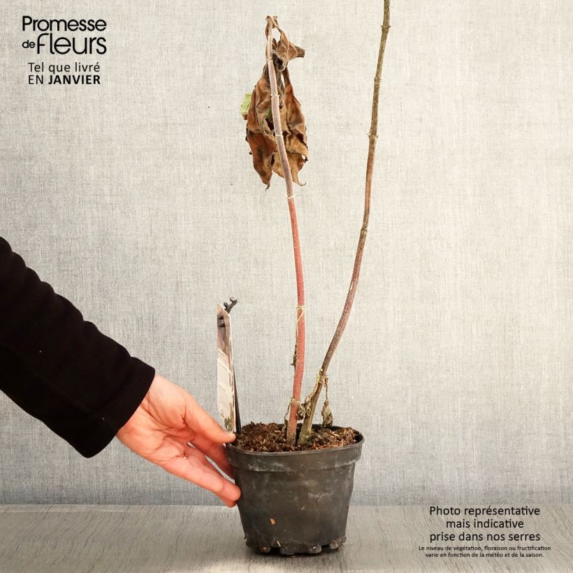 Spécimen de Poire de terre Morado - Smallanthus sonchifolius tel que livré en hiver