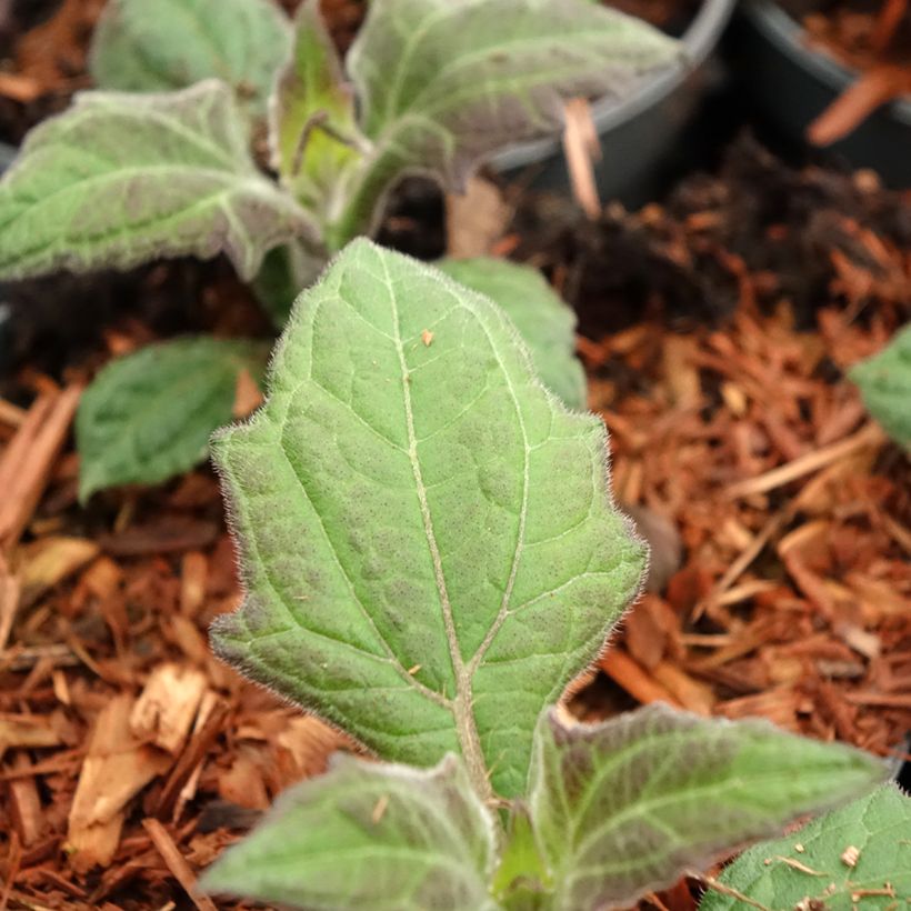 Poire de terre Morado - Smallanthus sonchifolius (Feuillage)