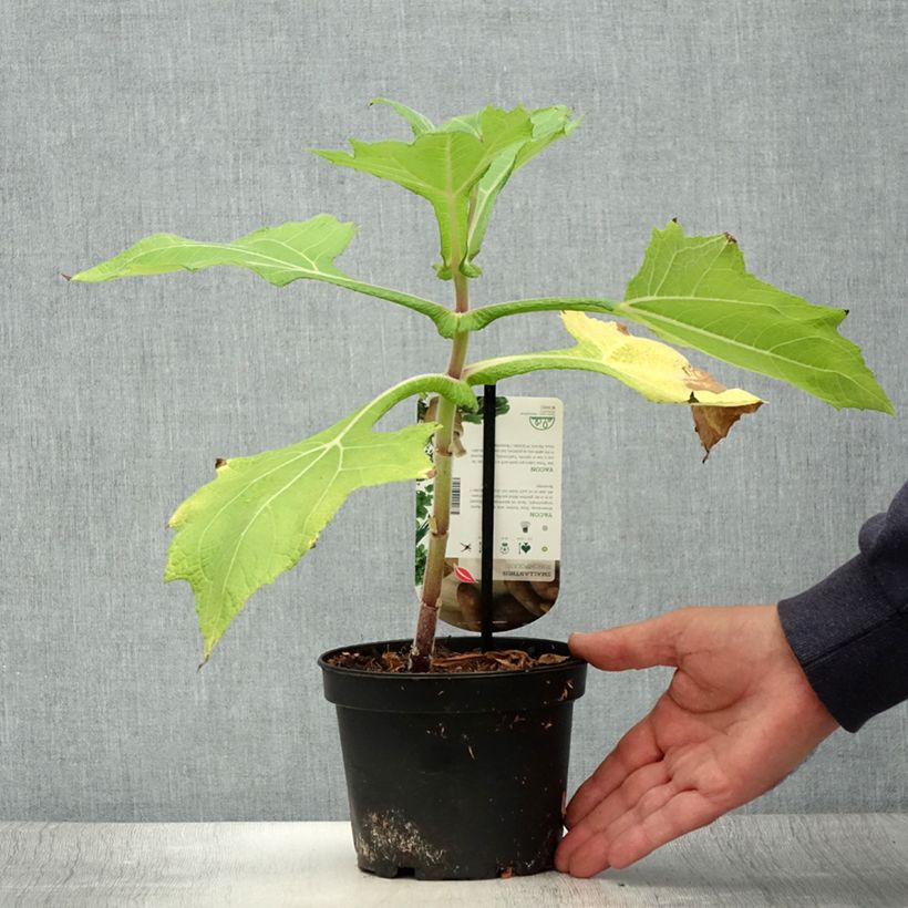Spécimen de Poire de terre ou Yacón - Smallanthus sonchifolius Pot de 1,5L/2L tel que livré en été