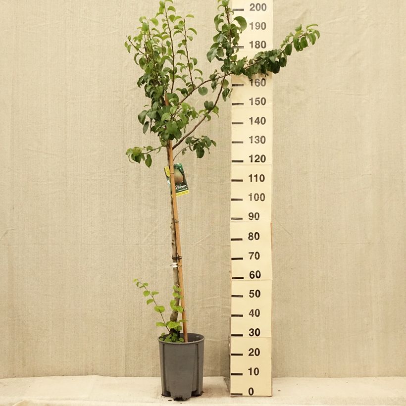 Spécimen de Poirier Beurre Hardy Pot de 7,5L/10L, Demi-Tige tel que livré en été