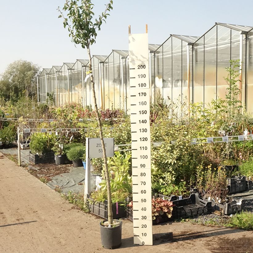 Spécimen de Poirier Charneux - Legipont Pot de 7,5L/10L, Haute-Tige tel que livré en été