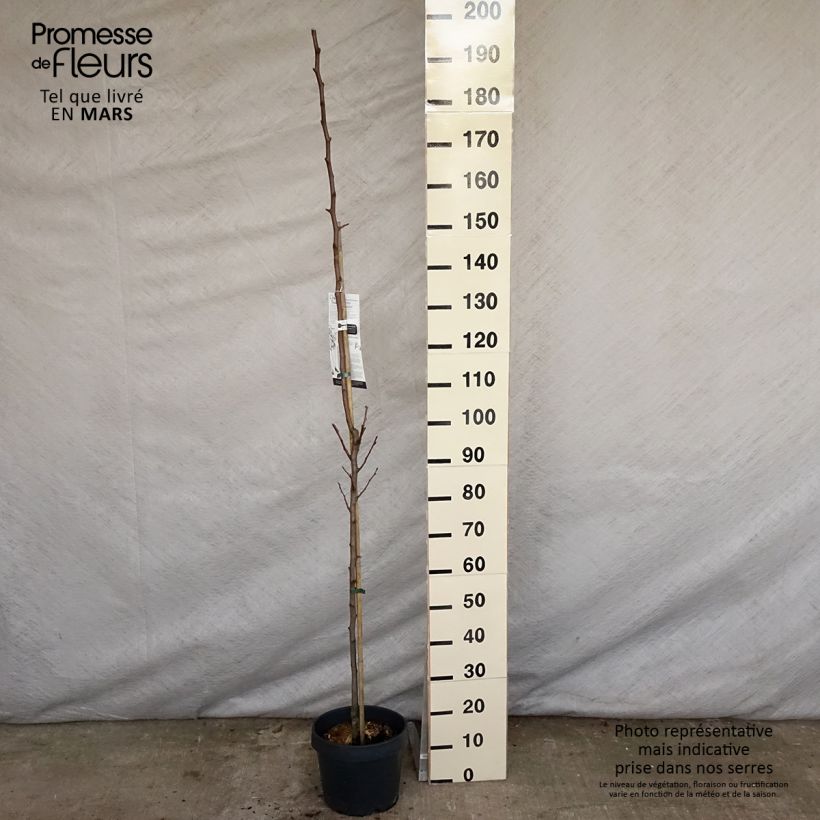 Spécimen de Poirier colonnaire Londres - Pyrus communis Pot de 7,5L/10L tel que livré au printemps