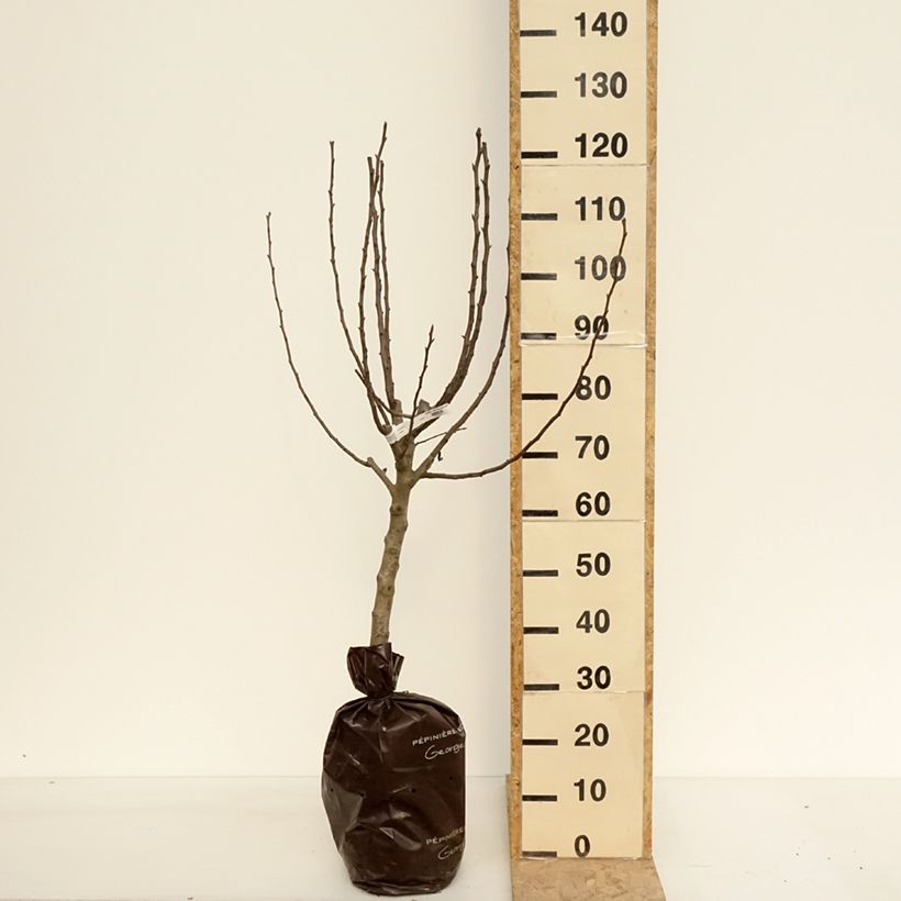 Spécimen de Poirier Comtesse de Paris - Georges Delbard Motte "Prêt-à-planter", GobeletHauteur livrée env. 110/+cm tel que livré au printemps