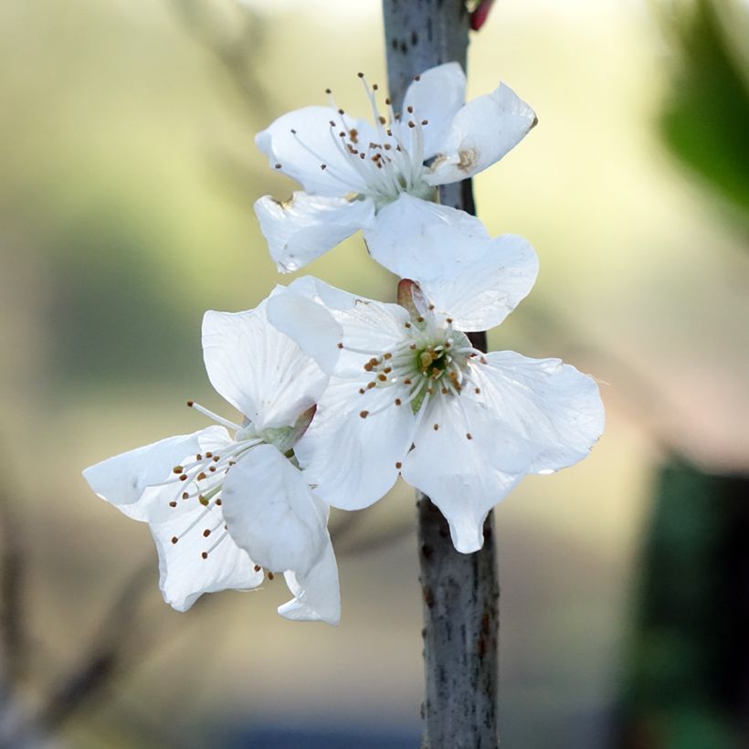 Poirier Doyenné du Comice (Floraison)
