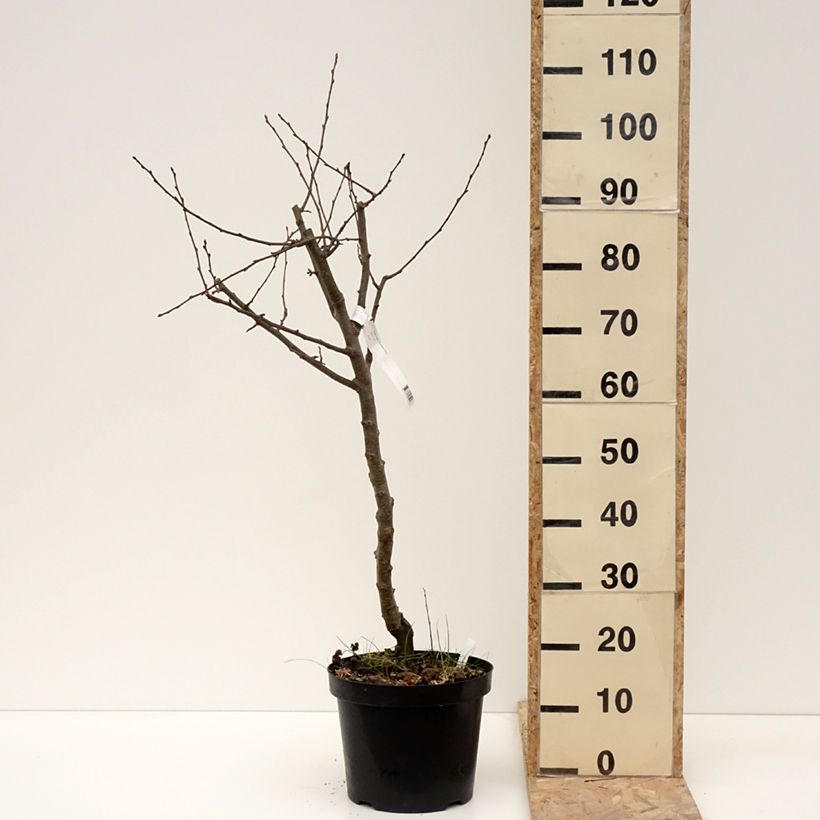 Spécimen de Poirier Dubbele Philip - Beurre de Mérode - Pot de 7,5L/10L - 1016 tel que livré en hiver